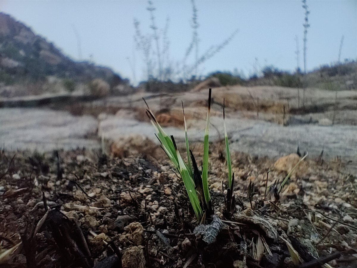 Composting, mulching &amp; waste management