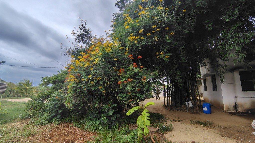 IMG_20250725_164911640_HDR